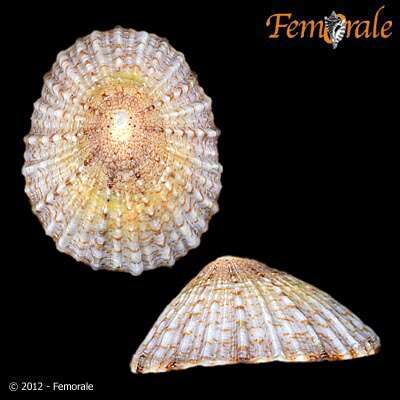 صورة Nacellidae Thiele 1891