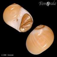 Image of moon snails