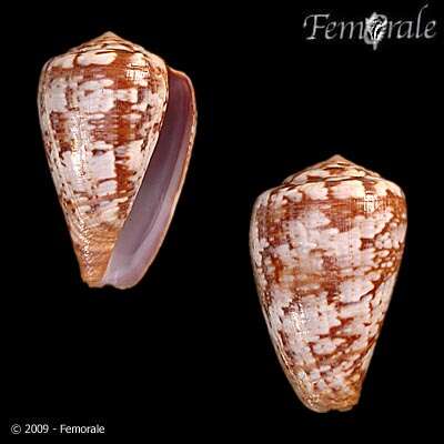 صورة Conus ardisiaceus Kiener 1850