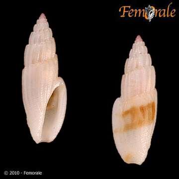 Eucithara P. Fischer 1883 resmi