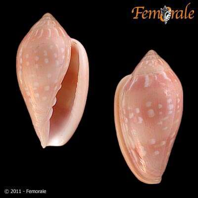 Слика од Marginella Lamarck 1799