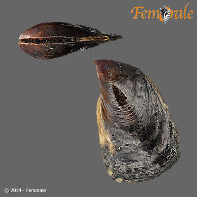 Image of Pterioidea Gray 1847