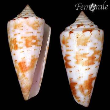 Image of Conasprella Thiele 1929