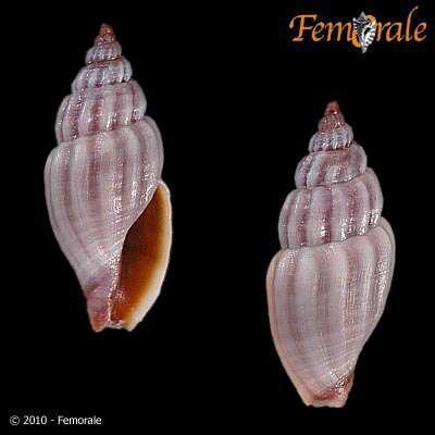 Image de Turridae H. Adams & A. Adams 1853