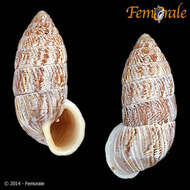 Image of Cerionidae