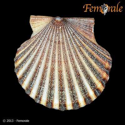 صورة Leptopecten Verrill 1897