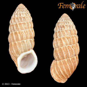 Image of Cerionidae