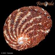 Image of Haliotoidea Rafinesque 1815