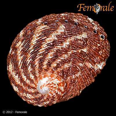 Image of Haliotoidea Rafinesque 1815