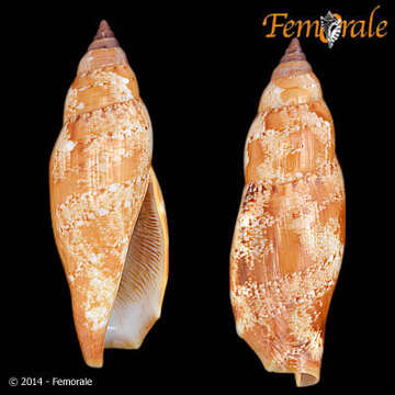 Image of Strombus Linnaeus 1758