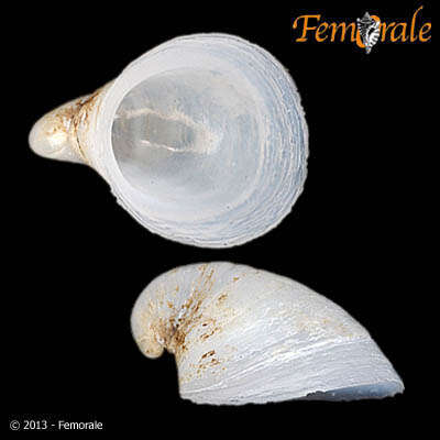 Image of Capulidae J. Fleming 1822