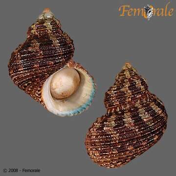 Image of turban snail