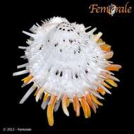 Spondylus zonalis Lamarck 1819 resmi