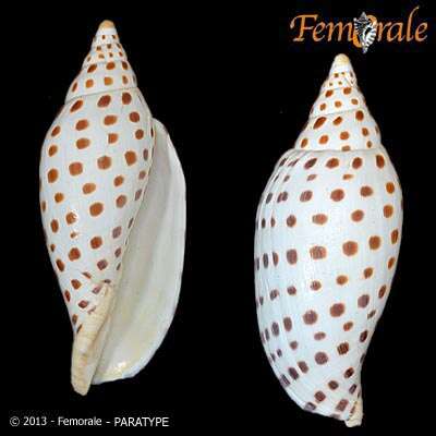 صورة Scaphella junonia (Lamarck 1804)