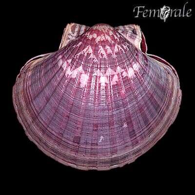 صورة Pecten O. F. Müller 1776