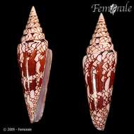 Image of cone snails