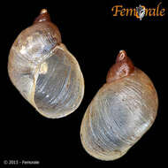 Image of amber snail