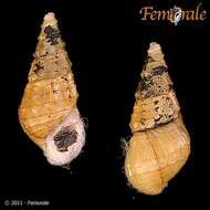 Image of unclassified Gastropoda