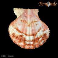 Aequipecten commutatus (Monterosato 1875)的圖片