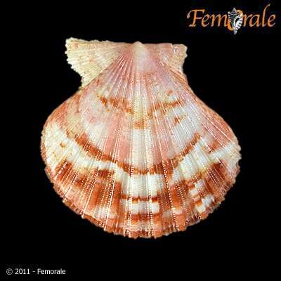 Aequipecten commutatus (Monterosato 1875)的圖片