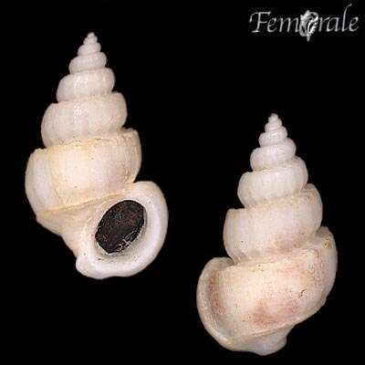 unclassified Gastropoda resmi