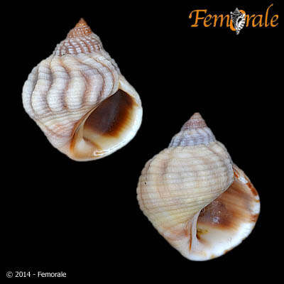 Image of Echinolittorina Habe 1956