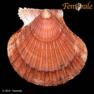 Image of Cryptopecten Dall, Bartsch & Rehder 1938