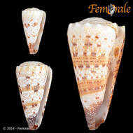 Image of Conus Linnaeus 1758