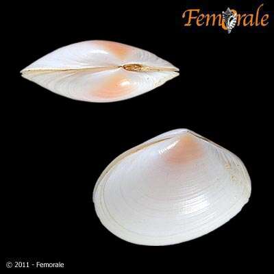 Image of <i>Macoma cumana</i> (Costa OG 1829)