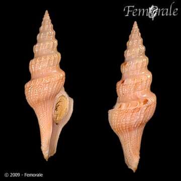 Image of Fusiturridae Abdelkrim, Aznar-Cormano, Fedosov, Kantor, Lozouet, Phuong, Zaharias & Puillandre 2018