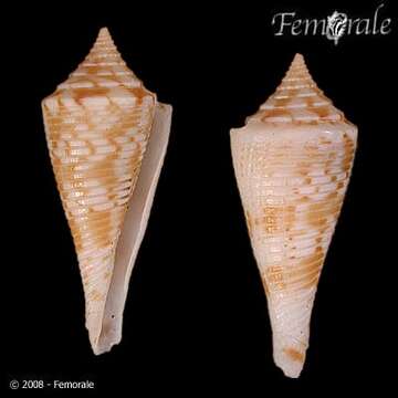 Image of Conasprella Thiele 1929