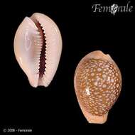 Image of Fuzzy cowrie shell