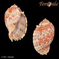 Image of Harp Snails