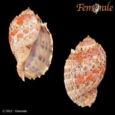 Image of Harp Snails