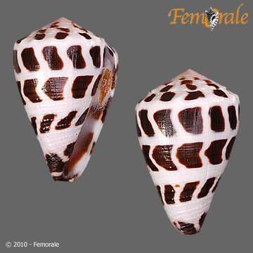 Image of cone snails