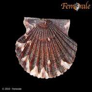 صورة Leptopecten Verrill 1897