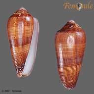 Image of cone snails