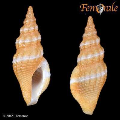 Imagem de Clathurellidae H. Adams & A. Adams 1858