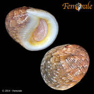 Image of <i>Nerita rumphii</i> Recluz 1841