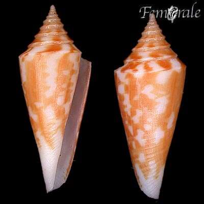 صورة Conus castaneus Kiener 1848