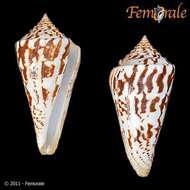 Image of Conasprella Thiele 1929