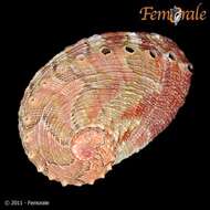 Image de Haliotoidea Rafinesque 1815