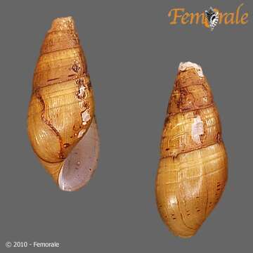Image of Hemisinidae