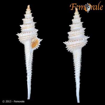 Image of Turbinellidae Swainson 1835