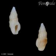 Image of Turridae H. Adams & A. Adams 1853