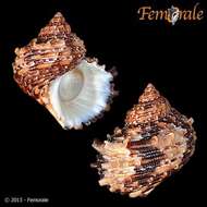 Image of turban snail