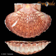 Image of Pecten O. F. Müller 1776