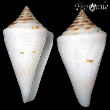 Image of Conus tristensis Petuch 1987