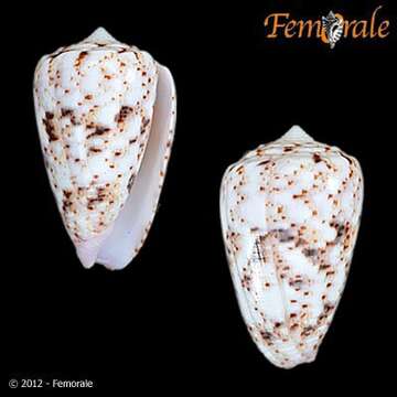 Image of cone snails