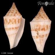 Image of Conasprella Thiele 1929